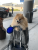 Mr. Peanut's Aspen Series Airline Capable Backpack Pet Carrier