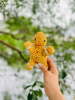 Christmas: Eco-Friendly Gingerbread Man Toy For Puppies