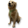 Mint Green Harness